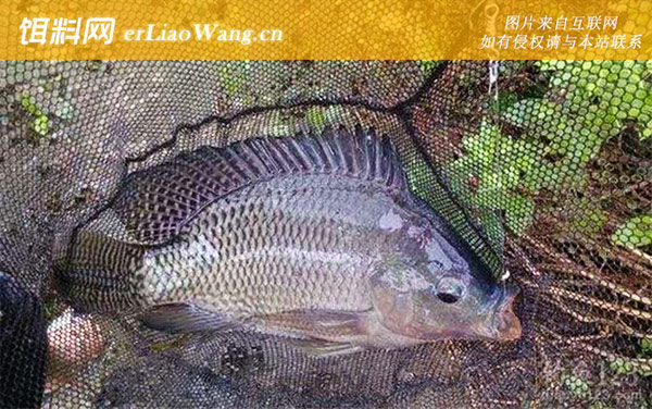 罗非鱼:养殖多