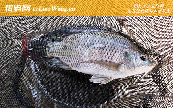 罗非鱼:产地分布