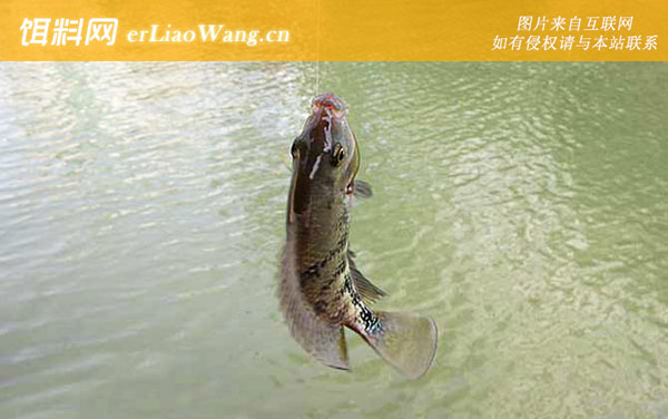 罗非鱼:产地分布