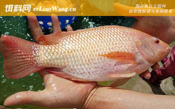红罗非鱼:食用价值