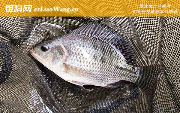 罗非鱼:摄食习性