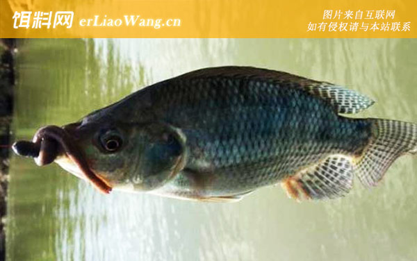 罗非鱼:生活习性