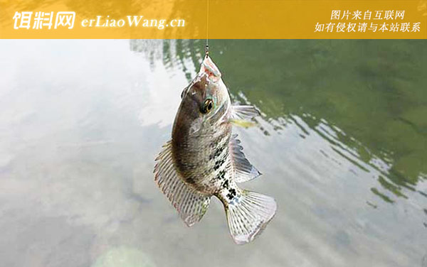 罗非鱼:代表物种