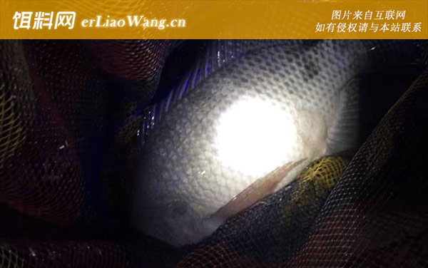 罗非鱼:栖息环境