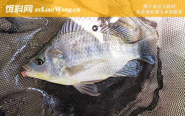 罗非鱼:产地分布