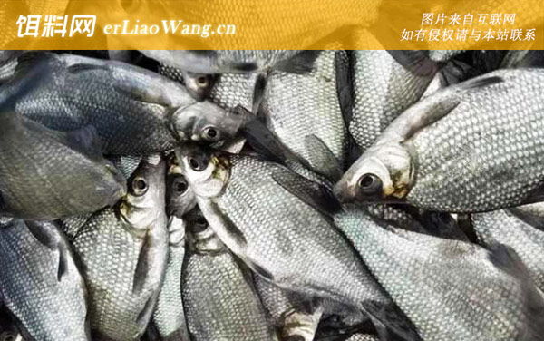 武昌鱼:代表物种