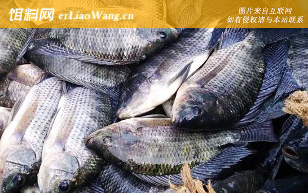 罗非鱼:食用价值