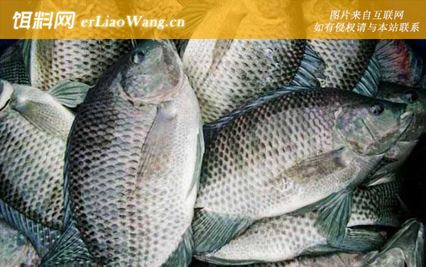 女孩子为什么不能吃罗非鱼-品种划分
