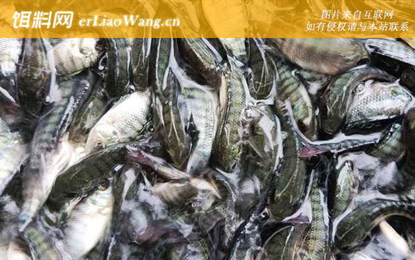 罗非鱼苗:栖息环境