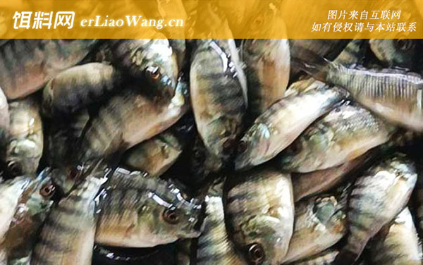 罗非鱼苗:代表物种