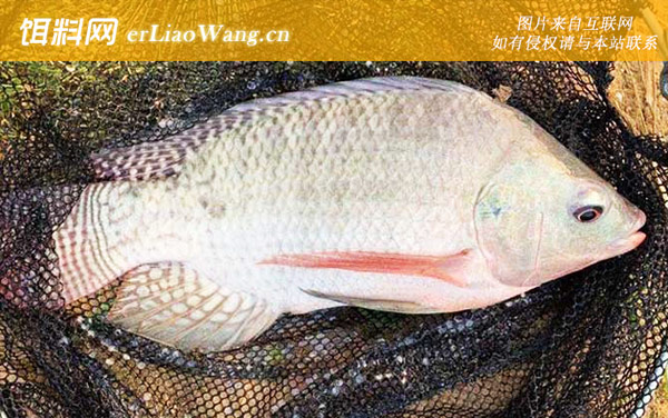 巴沙鱼:分布范围