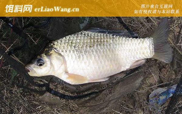 罗非鱼和鲫鱼哪个好吃-营养价值