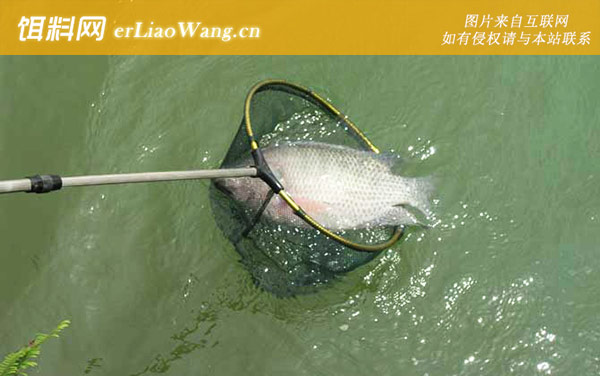 钓罗非鱼:经典配方