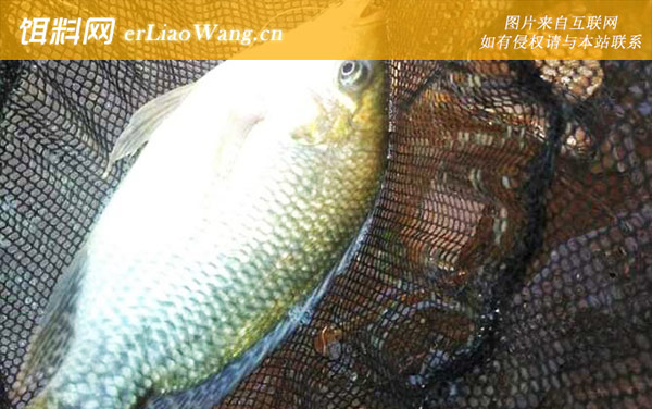 钓罗非鱼:灵顿论述