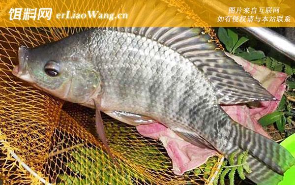 钓罗非鱼:调漂过程