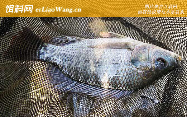 钓罗非鱼:线组搭配