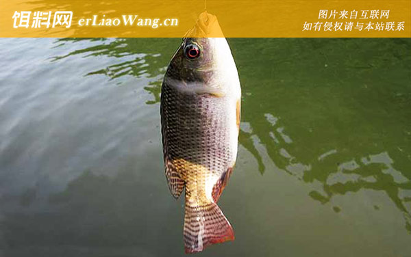 钓罗非鱼:调漂技巧