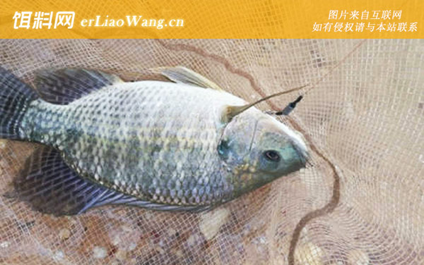 钓罗非鱼:味型对比