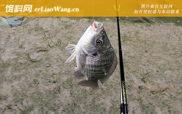 罗非鱼:钓具搭配