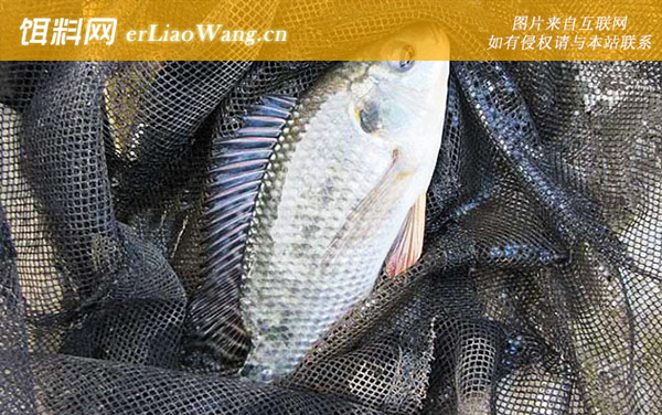 罗非鱼:注意事项