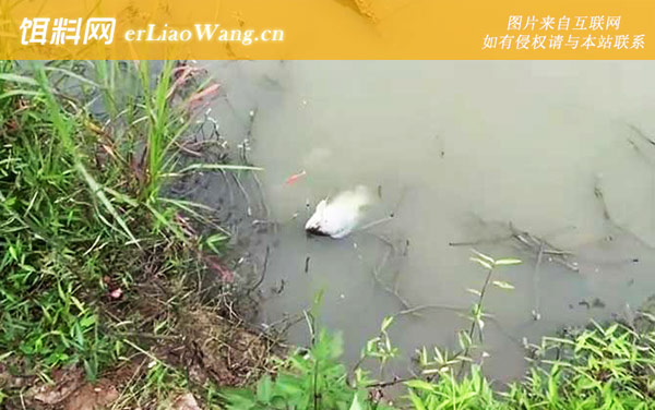 罗非鱼:线组搭配