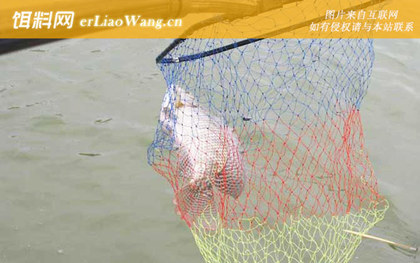 钓罗非鱼:提竿时机