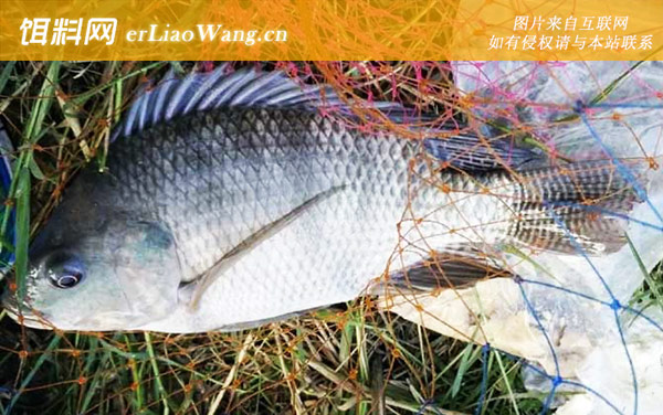 罗非鱼:味型偏好