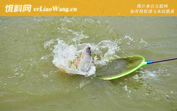 夜钓罗非鱼钓什么位置最好-远近