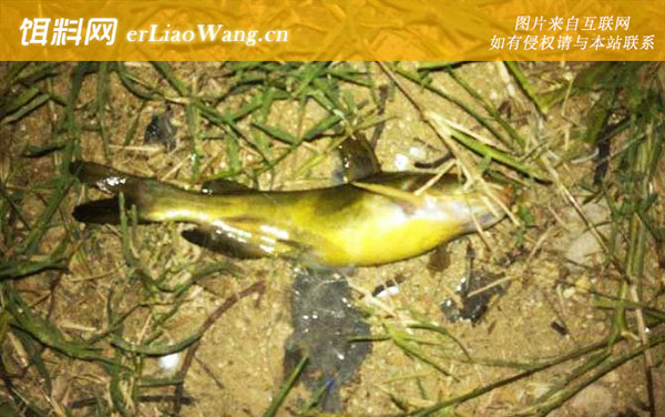 嘎鱼为什么叫嘎鱼-品种划分