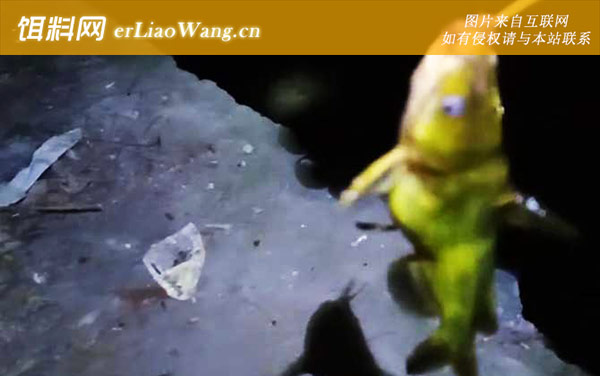 嘎鱼吃什么可以养活-栖息环境