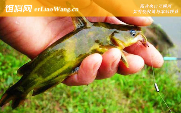 昂公鱼:生活习性