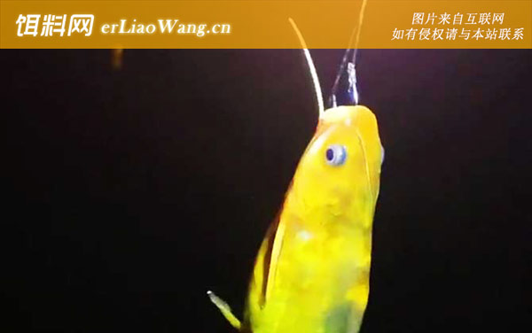 昂公鱼:代表物种