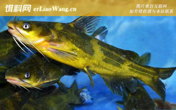 黄颡鱼:生活习性