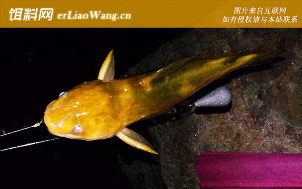 黄颡鱼:生活习性