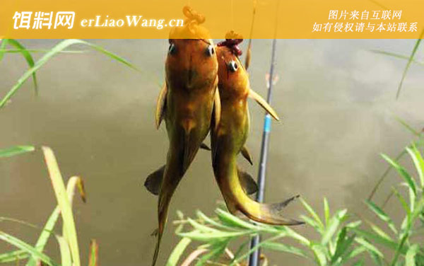 黄骨鱼:生活习性