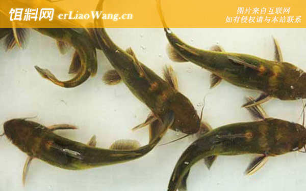 黄骨鱼:代表品种