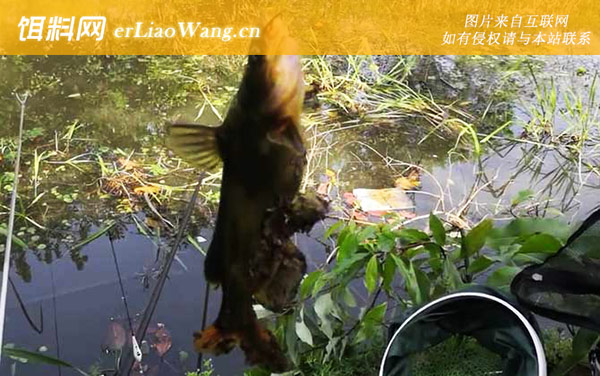 黄骨鱼:食用价值