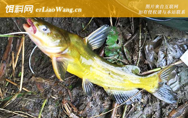 黄骨鱼:代表品种