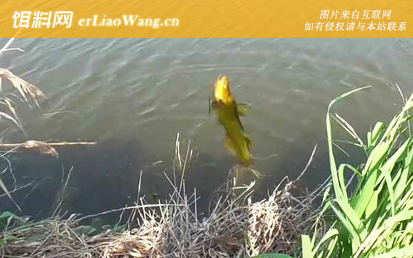 黄骨鱼:代表品种