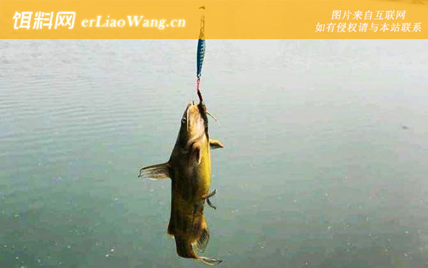 黄骨鱼:食用价值