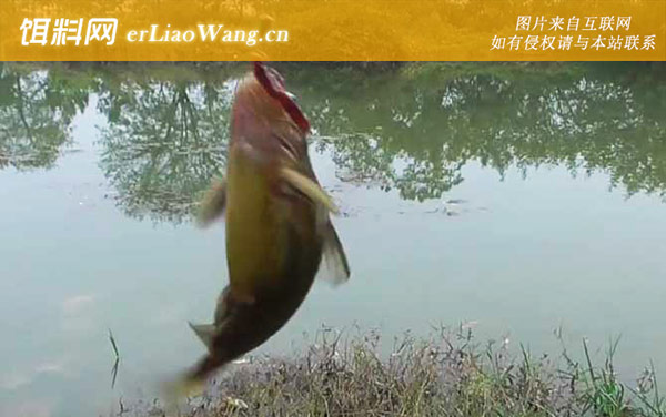 黄骨鱼:摄食习性