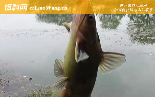 黄骨鱼:产地分布