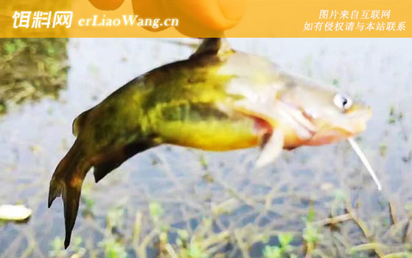 黄骨鱼幼苗吃什么饲料-参考价格