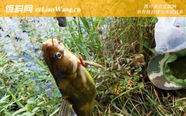 黄骨鱼:市场风险