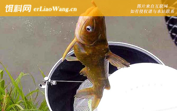 黄骨鱼:病害风险