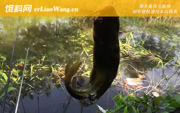 黄辣丁:产地分布