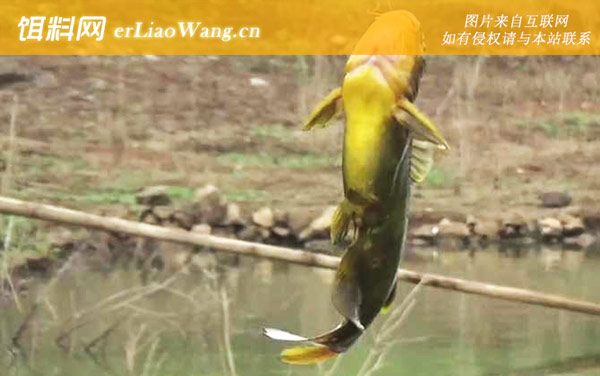 黄辣丁:代表品种