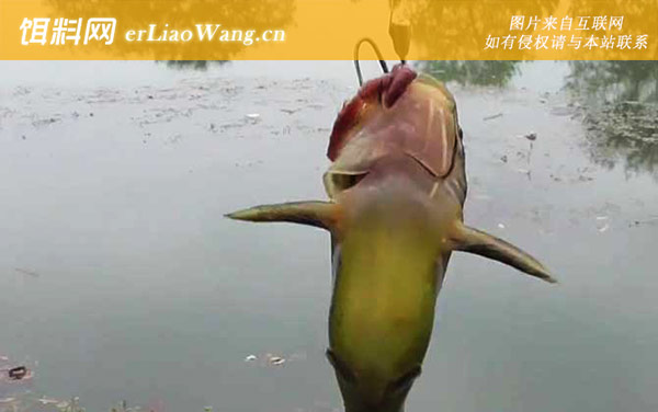 黄辣丁:生活习性