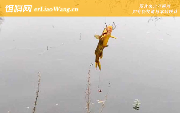 黄颡鱼:生活习性