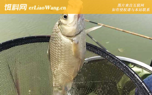 钓鲫鱼:竿型选用